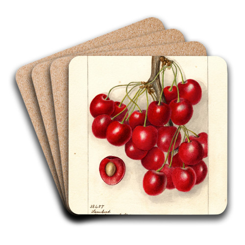 Prunus avium: Lambert by Deborah Griscom Passmore Art Drink Coaster set
