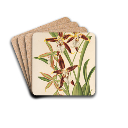 Odontoglossum nevadense by Charles Antoine Lemaire Drink Coasters - set of 4