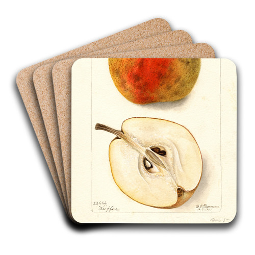 Pyrus communis: Kieffer by Deborah Griscom Passmore Art Drink Coaster set