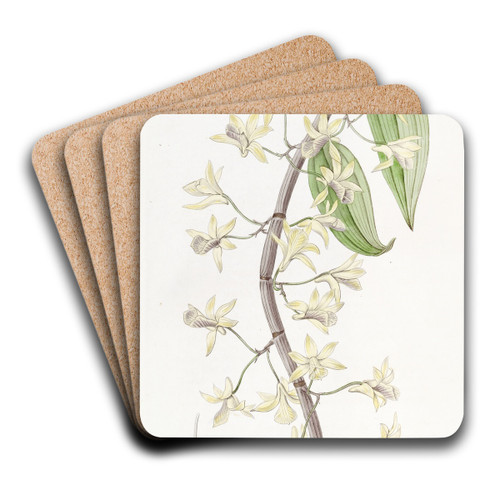 Long-spiked Dendrobium by Sydenham Edwards Art Drink Coaster set