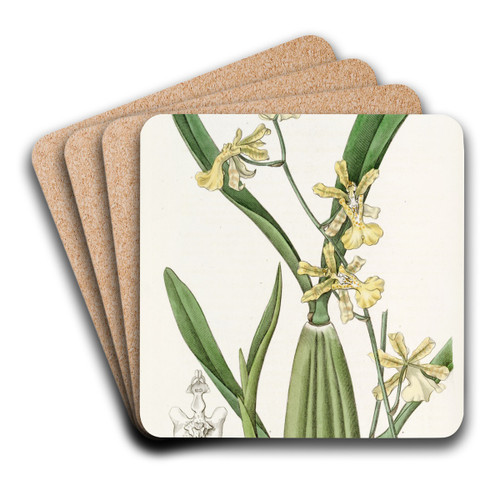 Lemon-coloured Oncidium by Sydenham Edwards Art Drink Coaster set Lemon-coloured Oncidium by Sydenham Edwards Art Drink Coaster set