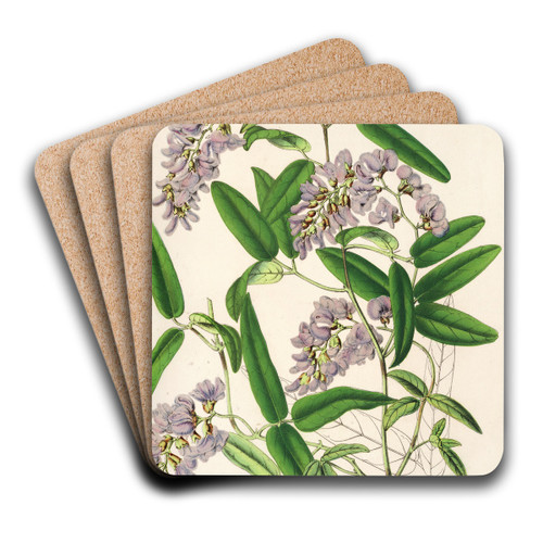 Hardenbergia Makoyana (hybrida) by Charles Antoine Lemaire Art Drink Coaster set