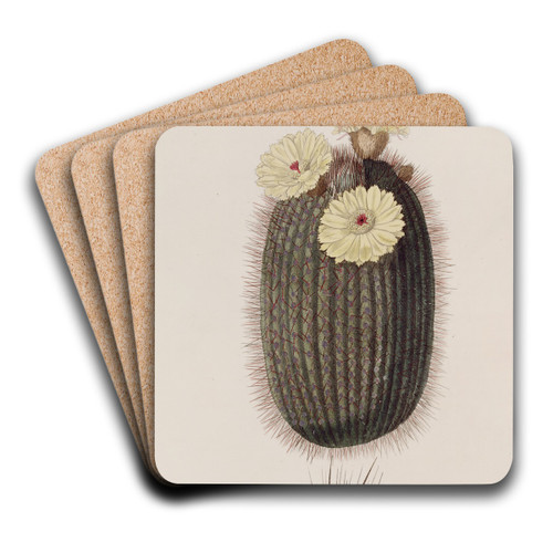 The Broom Cactus by Sydenham Edwards Art Drink Coaster set