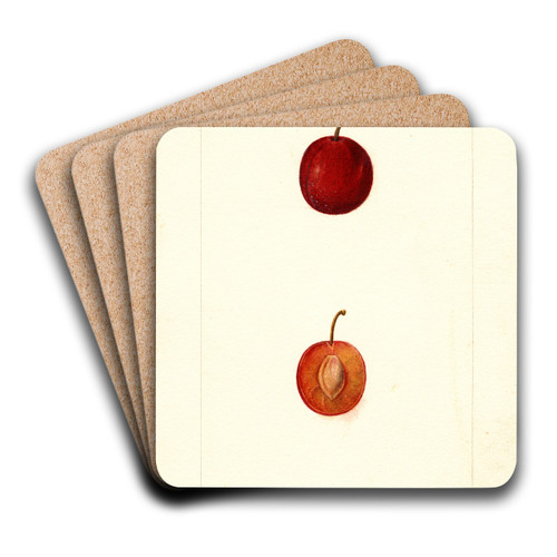 Prunus domestica: Warren by Deborah Griscom Passmore Art Drink Coaster set
