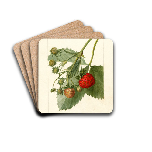 Fragaria: Thompson by Deborah Griscom Passmore Drink Coasters - set of 4