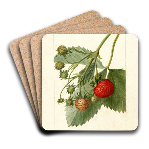 Fragaria: Thompson by Deborah Griscom Passmore Art Drink Coaster set