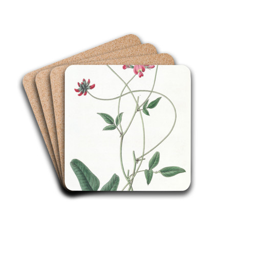 Dilated Kennedya by Sydenham Edwards Drink Coasters - set of 4 Dilated Kennedya by Sydenham Edwards Drink Coasters - set of 4