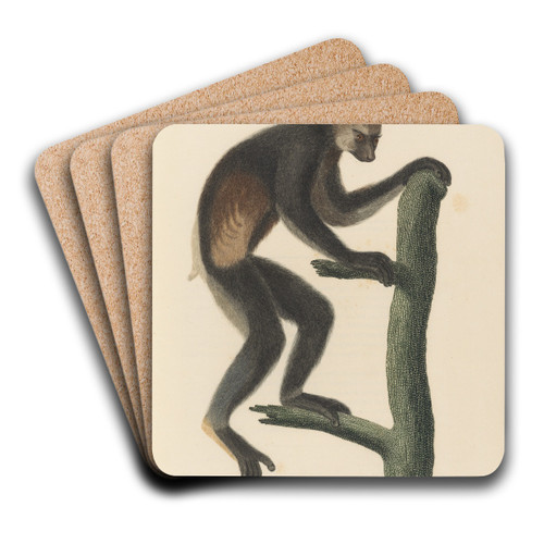 Le Indri by Jean-Baptiste Audebert Art Drink Coaster set