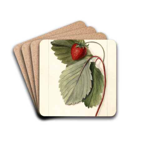 Fragaria: Maynor by Deborah Griscom Passmore Drink Coasters - set of 4