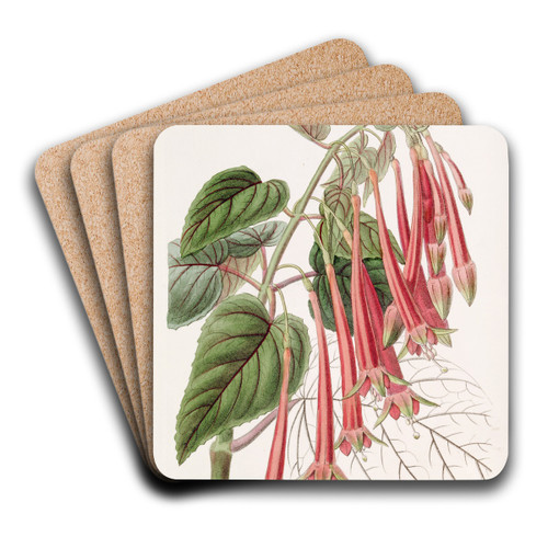 The Glowing Fuchsia by Sydenham Edwards Art Drink Coaster set The Glowing Fuchsia by Sydenham Edwards Art Drink Coaster set