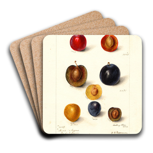 Prunus domestica by Deborah Griscom Passmore Art Drink Coaster set