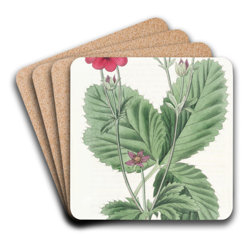 Russell's Potentilla by Sydenham Edwards Art Drink Coaster set