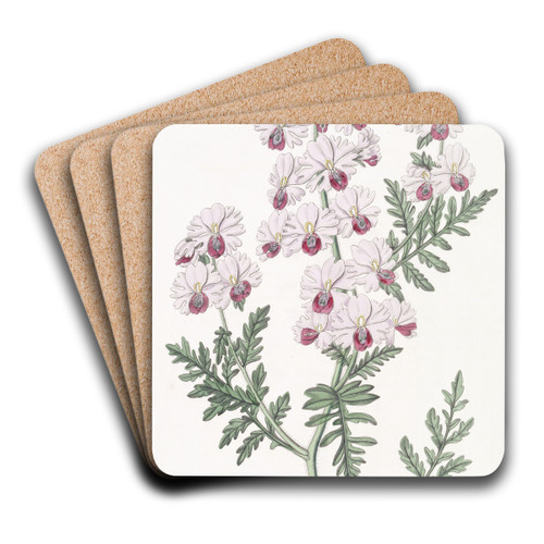 Pinnated Schizanthus by Sydenham Edwards Art Drink Coaster set