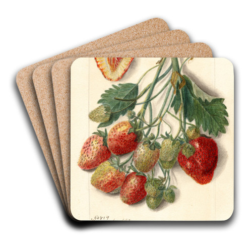 Fragaria: Marshall by Amanda Almira Newton Art Drink Coaster set