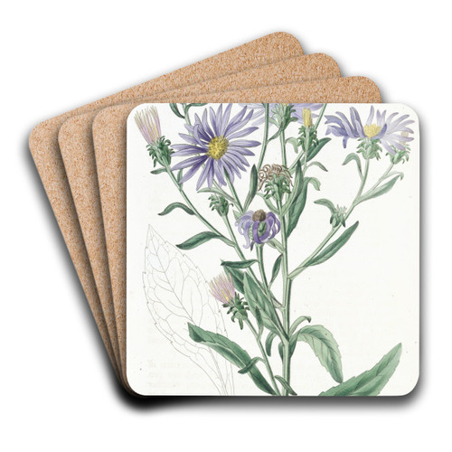 Shewy Aster by Sydenham Edwards Art Drink Coaster set