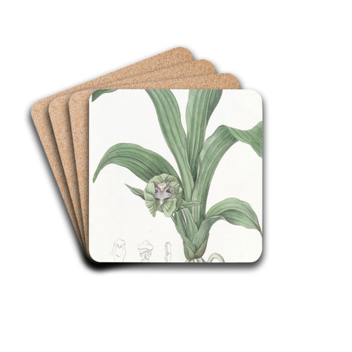 Green Maxillaria by Sydenham Edwards Drink Coasters - set of 4