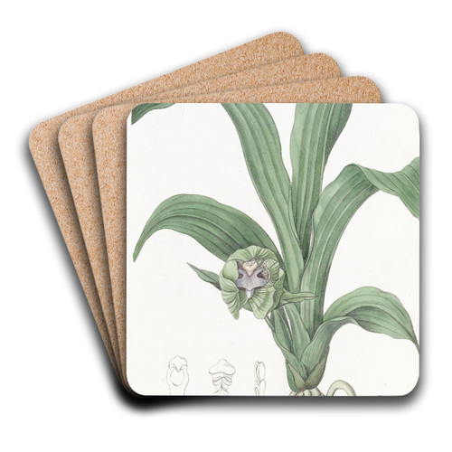 Green Maxillaria by Sydenham Edwards Art Drink Coaster set Green Maxillaria by Sydenham Edwards Art Drink Coaster set