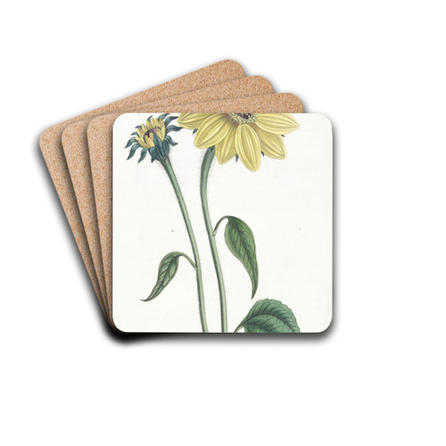 Trumpet-stalked Sun-flower by Sydenham Edwards Drink Coasters - set of 4