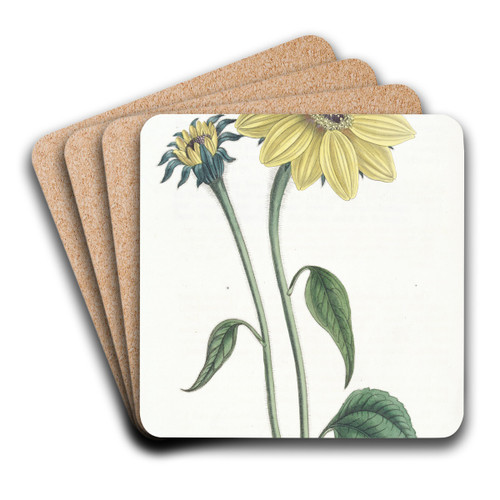 Trumpet-stalked Sun-flower by Sydenham Edwards Art Drink Coaster set