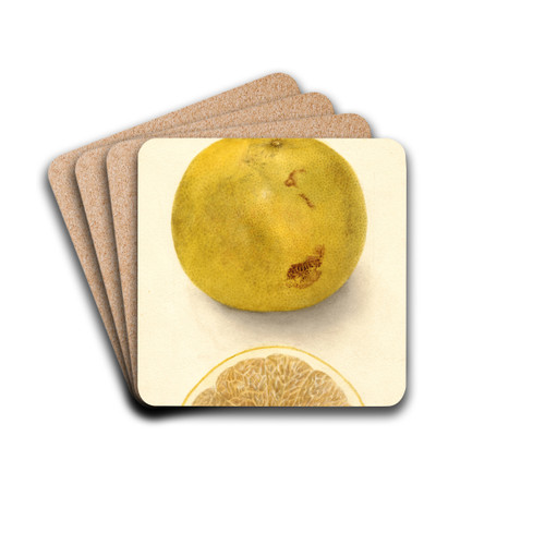 Citrus paradisi: Ellen by Deborah Griscom Passmore Drink Coasters - set of 4