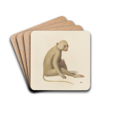 LAtys by Jean-Baptiste Audebert Drink Coasters - set of 4