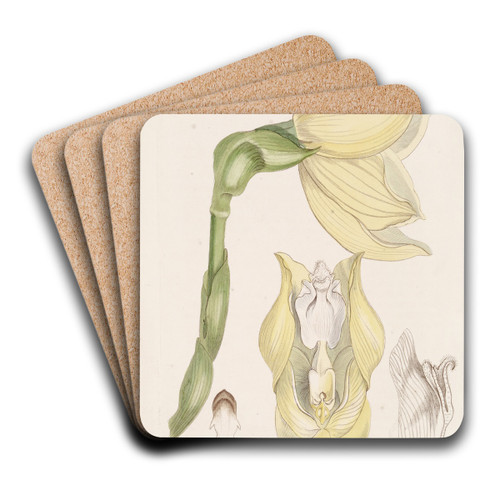 Mr. Clowes's Anguloa by Sydenham Edwards Art Drink Coaster set Mr. Clowes's Anguloa by Sydenham Edwards Art Drink Coaster set