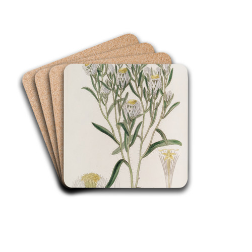 Snow-white Morna by Sydenham Edwards Drink Coasters - set of 4