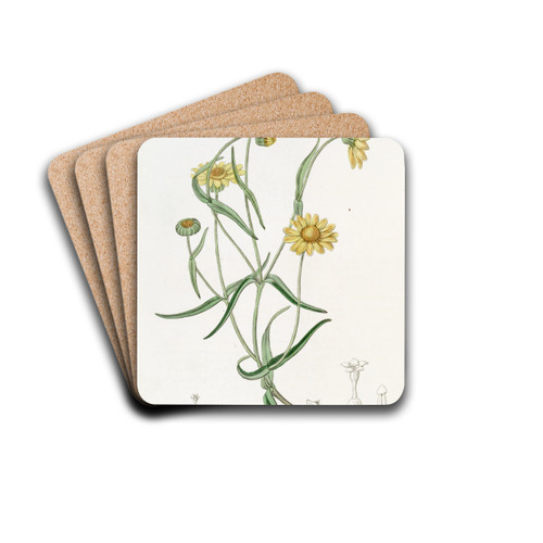 Downy Lasthenia by Sydenham Edwards Drink Coasters - set of 4