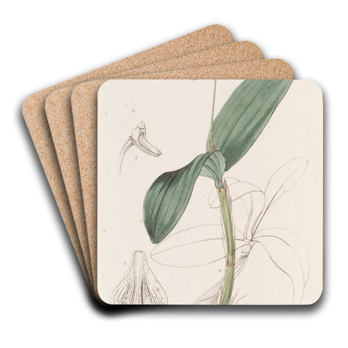 Captain King's Dendrobium by Sydenham Edwards Art Drink Coaster set