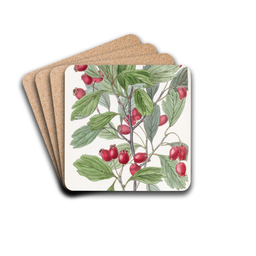 Various-leaved Hawthorn by Sydenham Edwards Drink Coasters - set of 4 Various-leaved Hawthorn by Sydenham Edwards Drink Coasters - set of 4