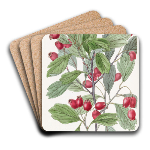 Various-leaved Hawthorn by Sydenham Edwards Art Drink Coaster set Various-leaved Hawthorn by Sydenham Edwards Art Drink Coaster set