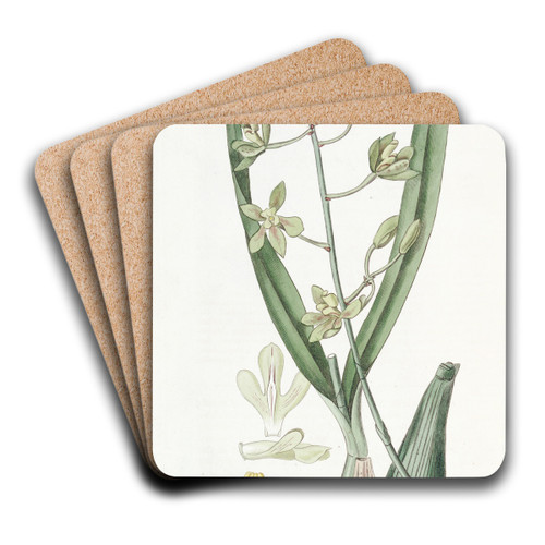 Sweet-scented Epidendrum by Sydenham Edwards Art Drink Coaster set