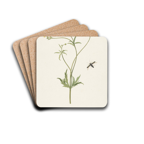 Dubbele gele ranonkel en insekt by Pieter Withoos Drink Coasters - set of 4 Dubbele gele ranonkel en insekt by Pieter Withoos Drink Coasters - set of 4