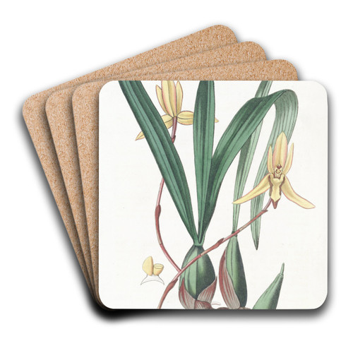 Red-edged Cymbidium by Sydenham Edwards Art Drink Coaster set Red-edged Cymbidium by Sydenham Edwards Art Drink Coaster set