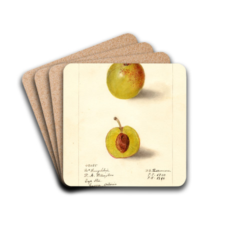 Prunus domestica: McLaughlin by Deborah Griscom Passmore Drink Coasters - set of 4