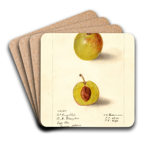 Prunus domestica: McLaughlin by Deborah Griscom Passmore Art Drink Coaster set