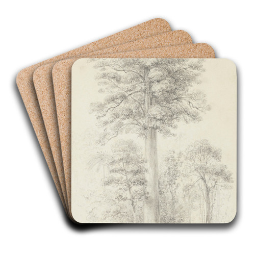 White pine by William Swainson Art Drink Coaster set