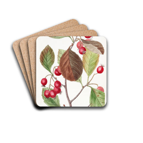 Plum-leaved Thorn by Sydenham Edwards Drink Coasters - set of 4