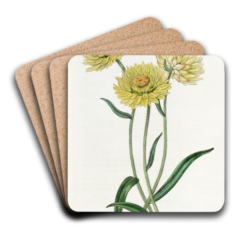 Two-coloured Elichrysum by Sydenham Edwards Art Drink Coaster set