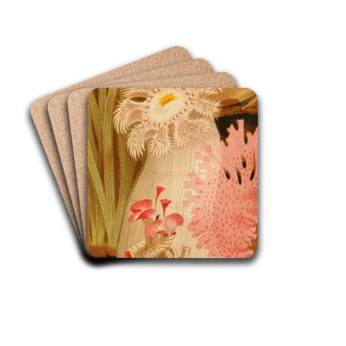 The Plumose Anemone by Philip Henry Gosse Drink Coasters - set of 4 The Plumose Anemone by Philip Henry Gosse Drink Coasters - set of 4