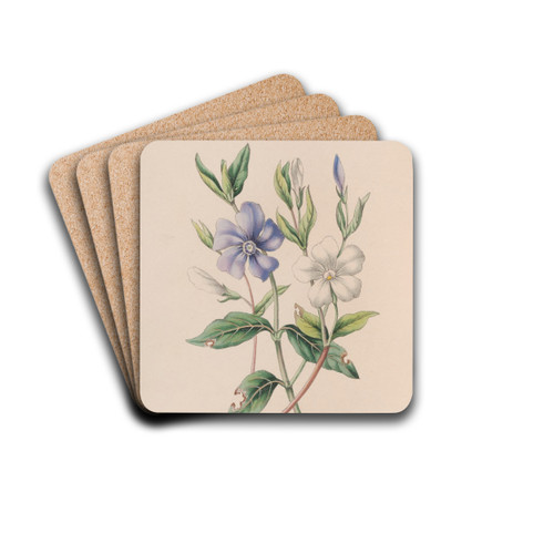 Periwinkle by John Stevens Henslow Drink Coasters - set of 4