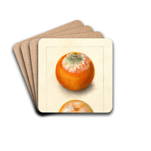 Citrus sinensis by Deborah Griscom Passmore Drink Coasters - set of 4