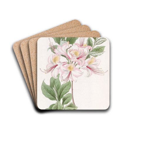 The Highclere Blush Azalea by Sydenham Edwards Drink Coasters - set of 4