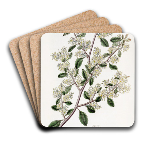 Ovate-leaved Duvaua by Sydenham Edwards Art Drink Coaster set