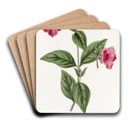 Purple Petunia by Sydenham Edwards Art Drink Coaster set