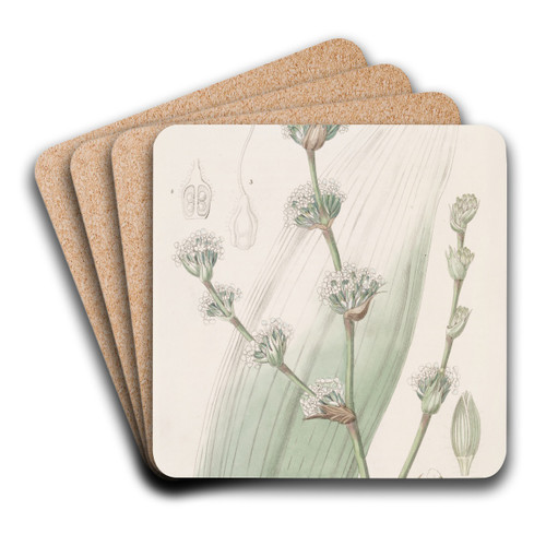 Sweet-scented Spiralthread by Sydenham Edwards Art Drink Coaster set
