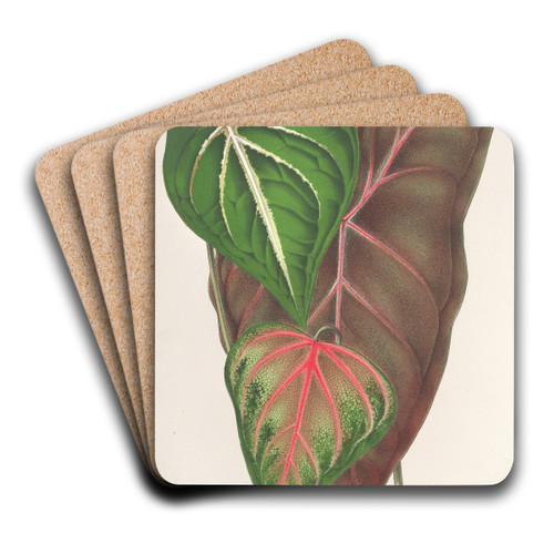 Caladium varits by Charles Antoine Lemaire Art Drink Coaster set