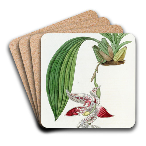 Crested Maxillaria by Sydenham Edwards Art Drink Coaster set Crested Maxillaria by Sydenham Edwards Art Drink Coaster set