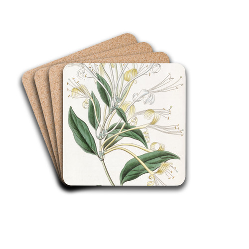 Long-flowered Honeysuckle by Sydenham Edwards Drink Coasters - set of 4