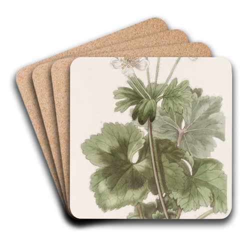 Dr. Govan's Anemone by Sydenham Edwards Art Drink Coaster set